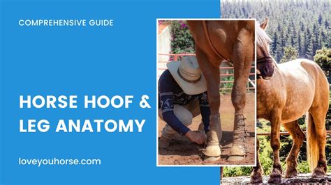 Horse Hoof Leg Anatomy Comprehensive Guide Horse Hoof Leg Anatomy Comprehensive Guide