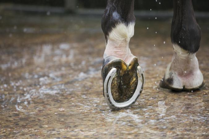 A Comprehensive Guide to Hoof Anatomy A Comprehensive Guide to Hoof Anatomy