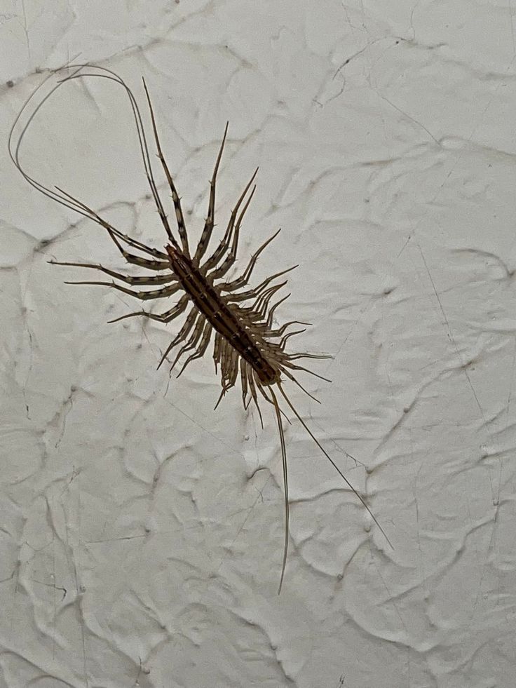 5 Reasons to Embrace House Centipedes 5 Reasons to Embrace House Centipedes