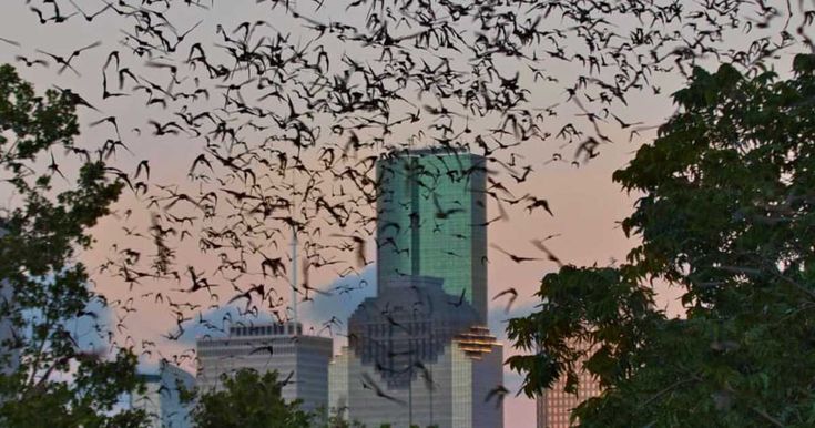 Houston S Waugh Bridge Bat Colony Of 200 000 Emerges Every Night Houston S Waugh Bridge Bat Colony Of 200 000 Emerges Every Night