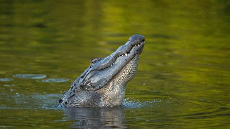 How Can I Avoid Alligator Attacks 5 Ways To Keep Yourself Safe How Can I Avoid Alligator Attacks 5 Ways To Keep Yourself Safe
