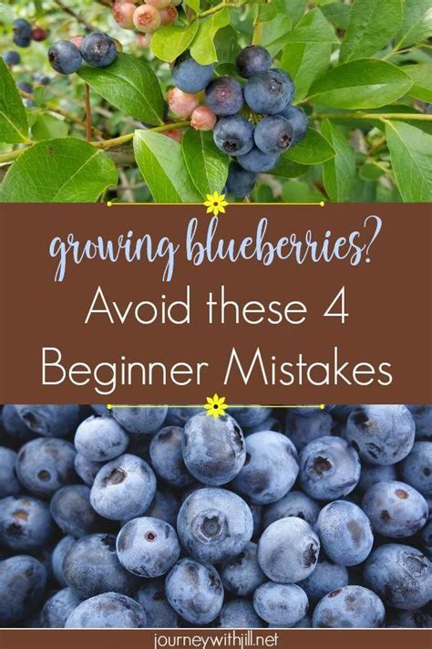 A Step-by-Step Guide to Planting Blueberries