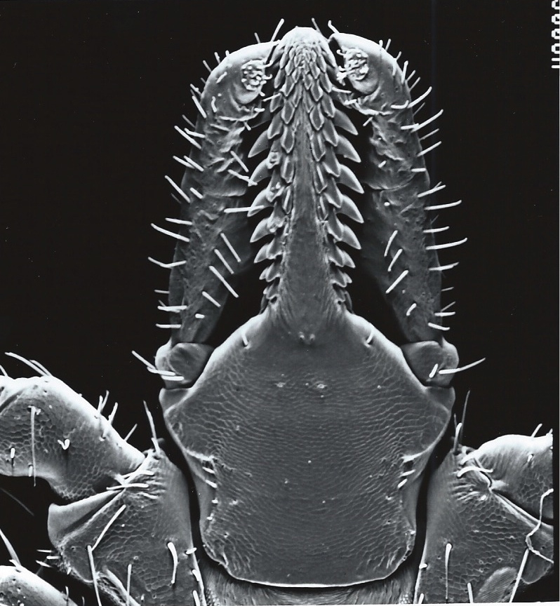 How Do Ticks Tick Smithsonian Insider How Do Ticks Tick Smithsonian Insider