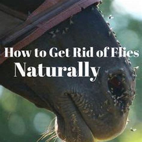 How Do You Keep Horse Flies Away Naturally Diy Seattle How Do You Keep Horse Flies Away Naturally Diy Seattle