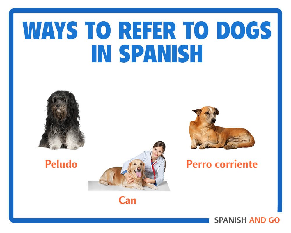 How to Say 'Go' in Spanish