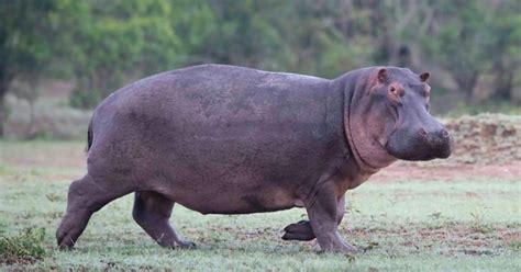 The Secrets to Hippos' Speed