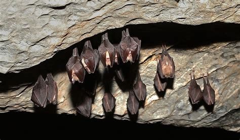 Do Bats Hibernate All Winter?