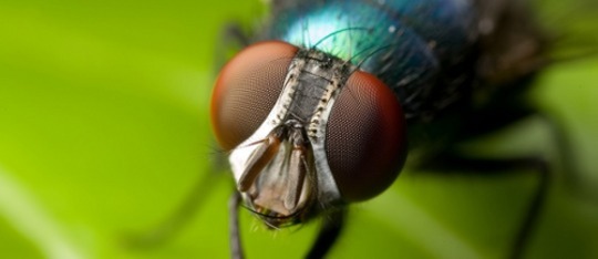 The Truth About Fly Lifespans The Truth About Fly Lifespans