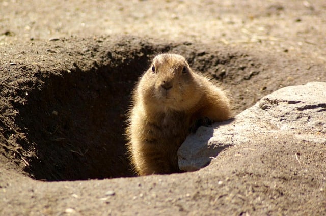 Groundhogs' Hibernation: How Long Do They Sleep?
