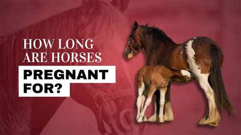 The Ultimate Guide: Horse Pregnancy Timeline