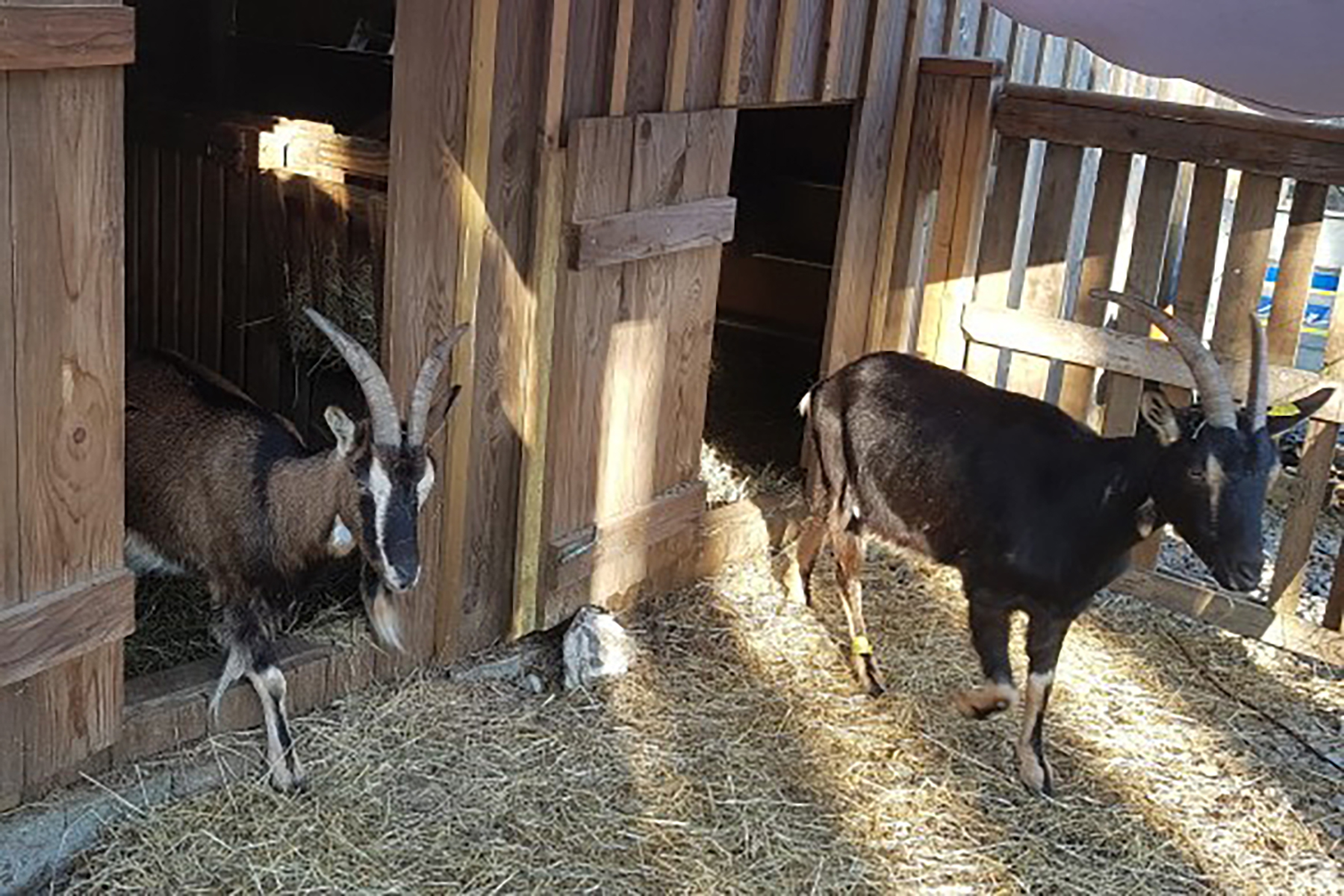 Goats: The Right Acreage for Them
