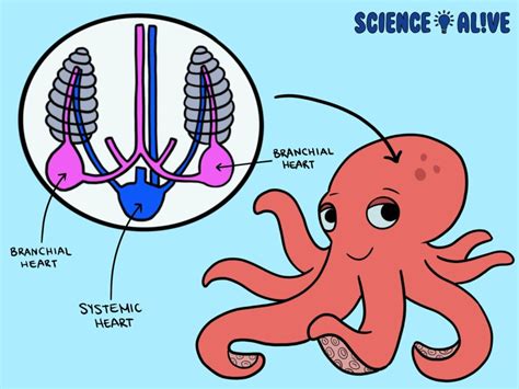 The Octopus' Heart: Unveiling Its Secrets