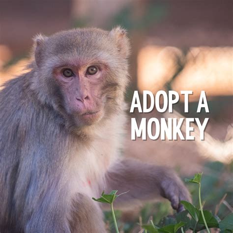Monkey Adoption Guide: An Easy Step-by-Step Process