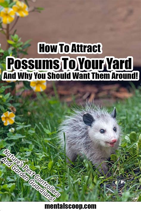 How To Attract Possums To Your Yard And Why You Should Want Them Around How To Attract Possums To Your Yard And Why You Should Want Them Around