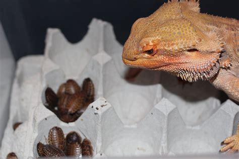 How To Breed Dubia Roaches The Ultimate Guide Bearded Dragon Tank How To Breed Dubia Roaches The Ultimate Guide Bearded Dragon Tank