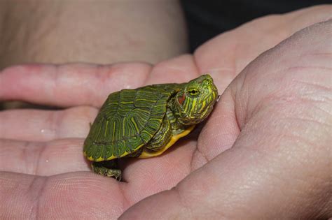 How To Care For A Red Eared Slider Baby Turtle At Pearl Eldridge Blog How To Care For A Red Eared Slider Baby Turtle At Pearl Eldridge Blog