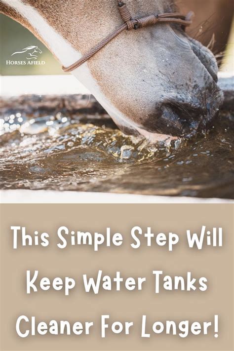 How To Clean Horse Water Troughs Everything You Need To Know Horses How To Clean Horse Water Troughs Everything You Need To Know Horses