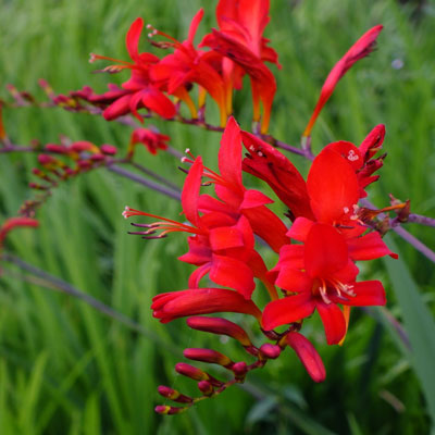 How To Cut Back Crocosmia Pruning Crocosmias How To Care For How To Cut Back Crocosmia Pruning Crocosmias How To Care For