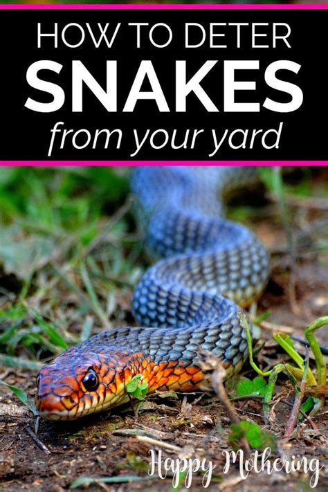 How To Deter Florida Garden Snake Effective Tips Black Atlantic How To Deter Florida Garden Snake Effective Tips Black Atlantic
