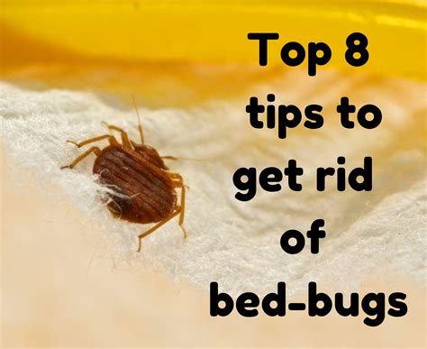 How To Get Rid Of Bed Bugs Naturally It Is Possible Rid Of Bed How To Get Rid Of Bed Bugs Naturally It Is Possible Rid Of Bed