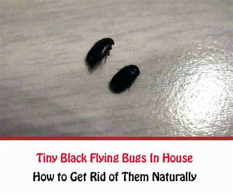 How To Get Rid Of Black Bugs With Wings In Your House Identification