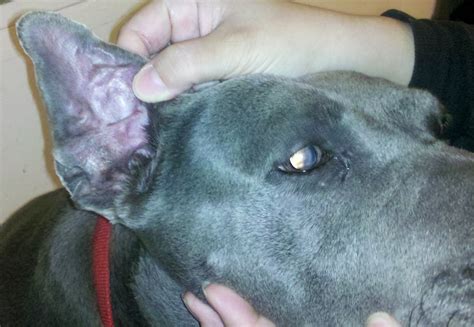 How To Get Rid Of Cauliflower Ear In Dogs