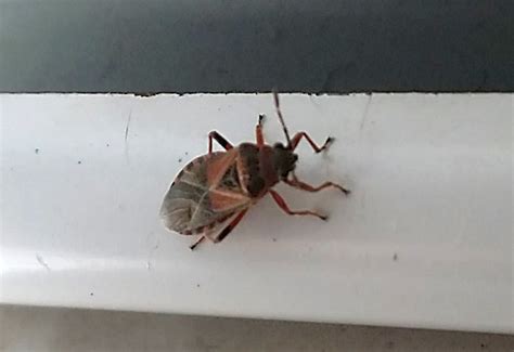 How To Get Rid Of Elm Seed Bug Helpful Tips What S That Bug How To Get Rid Of Elm Seed Bug Helpful Tips What S That Bug