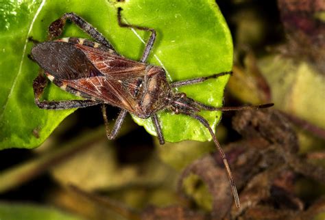 How To Get Rid Of Elm Seed Bugs Hubpages How To Get Rid Of Elm Seed Bugs Hubpages
