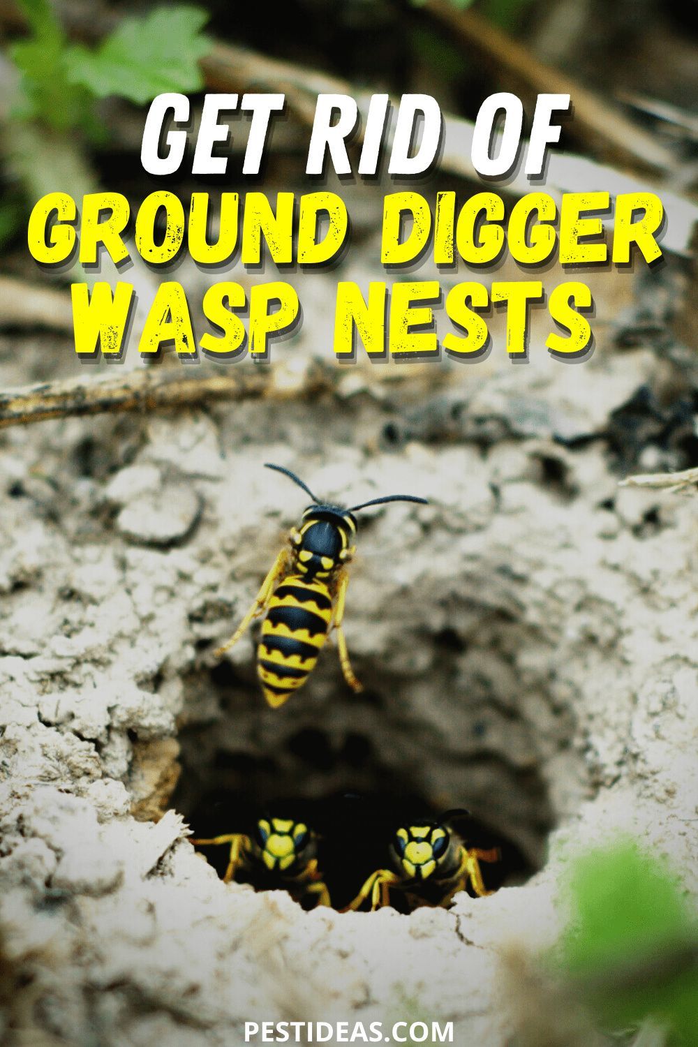 How To Get Rid Of Ground Wasps How To Get Rid Of Ground Wasps