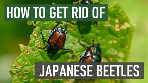 How To Get Rid Of Japanese Beetles 4 Easy Steps Youtube How To Get Rid Of Japanese Beetles 4 Easy Steps Youtube