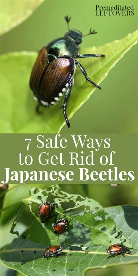 Effective Strategies to Eliminate Japanese Beetles