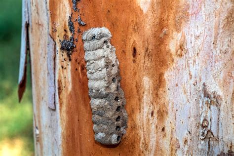 How To Get Rid Of Mud Dauber Nests Hawx Pest Control How To Get Rid Of Mud Dauber Nests Hawx Pest Control