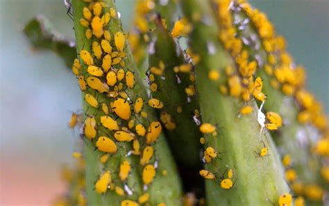 How To Get Rid Of Tiny Yellow Bugs Plant Index How To Get Rid Of Tiny Yellow Bugs Plant Index