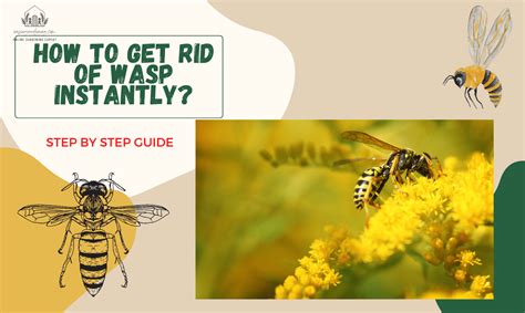 How To Get Rid Of Wasp Instantly Step By Step Guide How To Get Rid Of Wasp Instantly Step By Step Guide