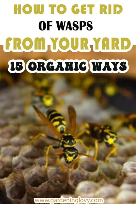 How To Get Rid Of Wasps From Your Yard 11 Organic Ways Artofit How To Get Rid Of Wasps From Your Yard 11 Organic Ways Artofit