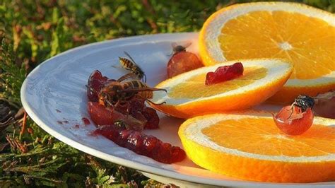 How To Get Rid Of Wasps In Your Yard House Smith S Pest Management How To Get Rid Of Wasps In Your Yard House Smith S Pest Management