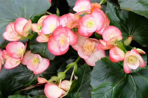 How To Grow And Care For Tuberous Begonias Gardener S Path How To Grow And Care For Tuberous Begonias Gardener S Path