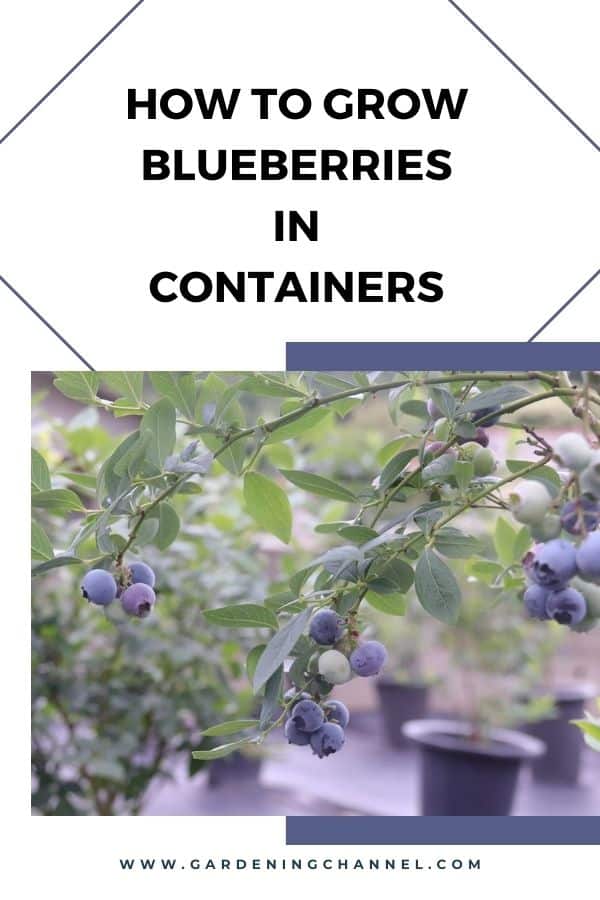 How To Grow Blueberries In Containers How To Grow Blueberries In Containers