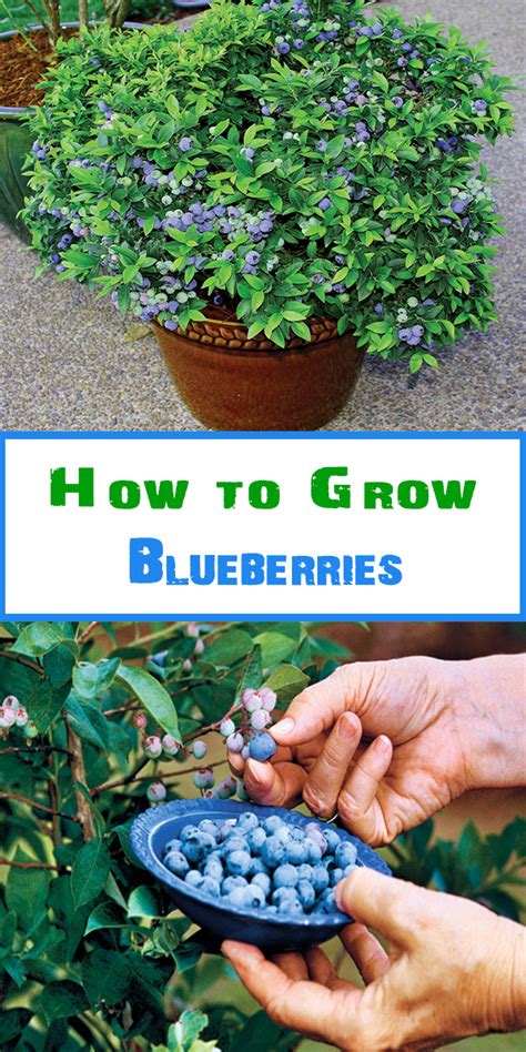 Mastering the Art of Blueberry Cultivation