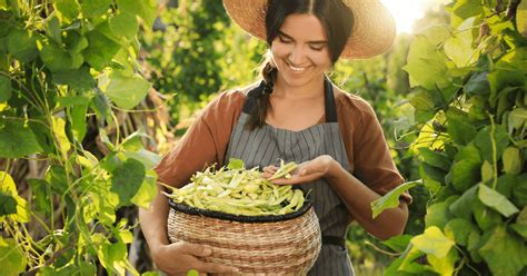 How To Grow Bush Beans The Dallas Garden School
