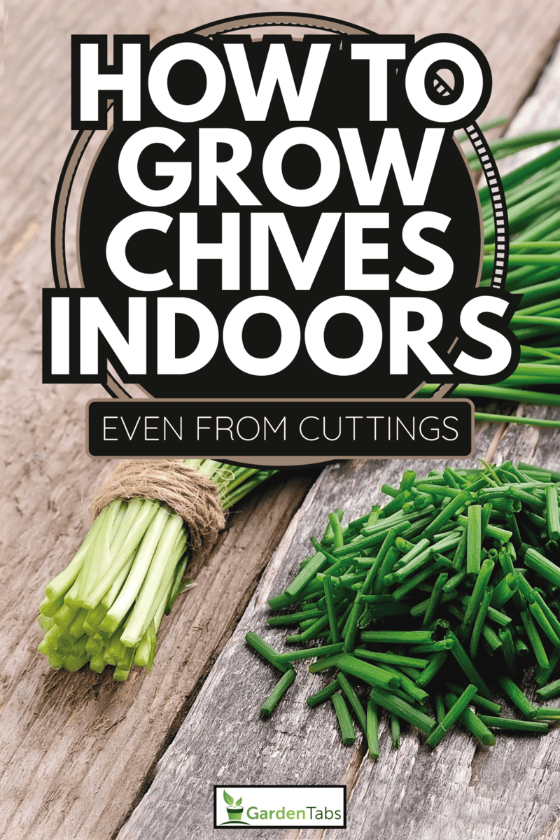 How To Grow Chives Indoors