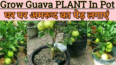 How To Grow Guava Plant In Pot Best Fertilizer For Guava Plant Grow How To Grow Guava Plant In Pot Best Fertilizer For Guava Plant Grow
