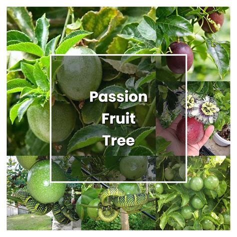 How To Grow Passion Fruit Tree Plant Care Tips Norwichgardener How To Grow Passion Fruit Tree Plant Care Tips Norwichgardener