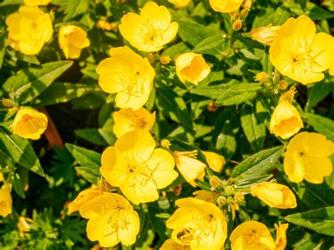 How To Grow Yellow Evening Primrose Plants Gardening Know How
