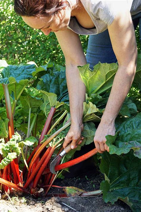 How to Harvest Rhubarb: A Guide