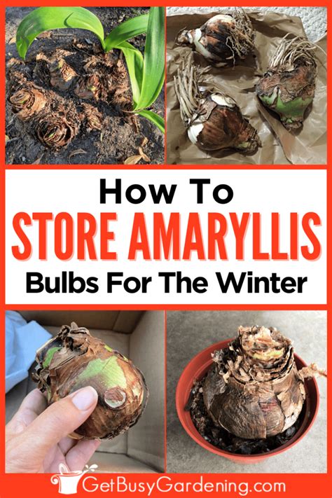 Amaryllis Bulbs: A Care Guide