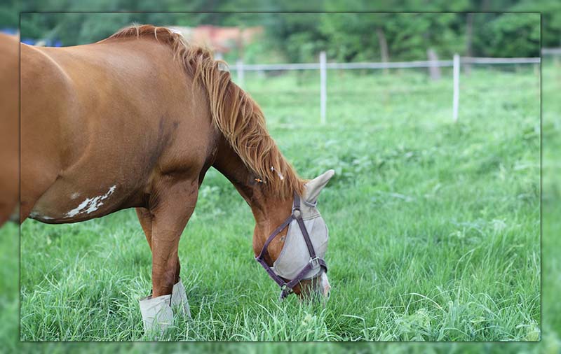 How To Keep Flies Off Horses Naturally 5 Effective Ways For Fly Free How To Keep Flies Off Horses Naturally 5 Effective Ways For Fly Free