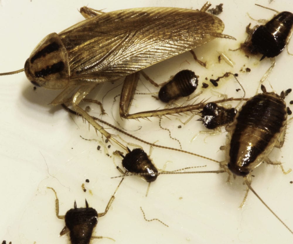How to Get Rid of Wood Roaches