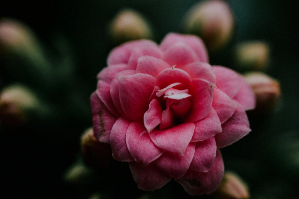 5 Steps to Overwinter Begonias 5 Steps to Overwinter Begonias