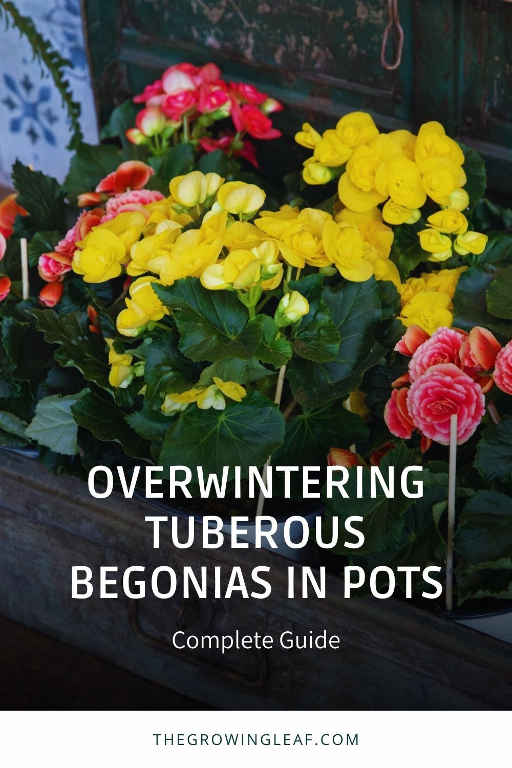 How To Overwinter Begonias Enjoy Them Year Round Bricks N Blooms How To Overwinter Begonias Enjoy Them Year Round Bricks N Blooms